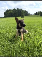 Kaiser, a male German Shepherd Dog for sale in Philadelphia, PA – 1 of 5