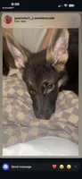 Kaiser, a male German Shepherd Dog for sale in Philadelphia, PA – 2 of 5