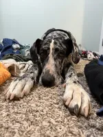 Cova, a female Great Dane for sale in Peyton, CO – 3 of 3