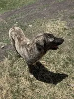 Delta , a female Anatolian Shepherd Dog for sale in Peyton, CO – 4 of 4
