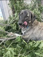 Delta , a female Anatolian Shepherd Dog for sale in Peyton, CO – 2 of 4