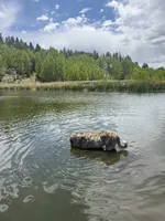 Delta , a female Anatolian Shepherd Dog for sale in Peyton, CO – 3 of 4
