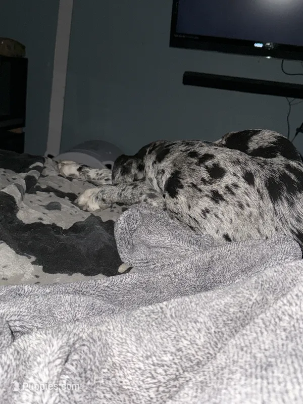 Cova – Great Dane puppy for sale in Peyton, CO