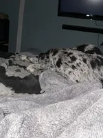 Cova, a female Great Dane for sale in Peyton, CO – 1 of 3