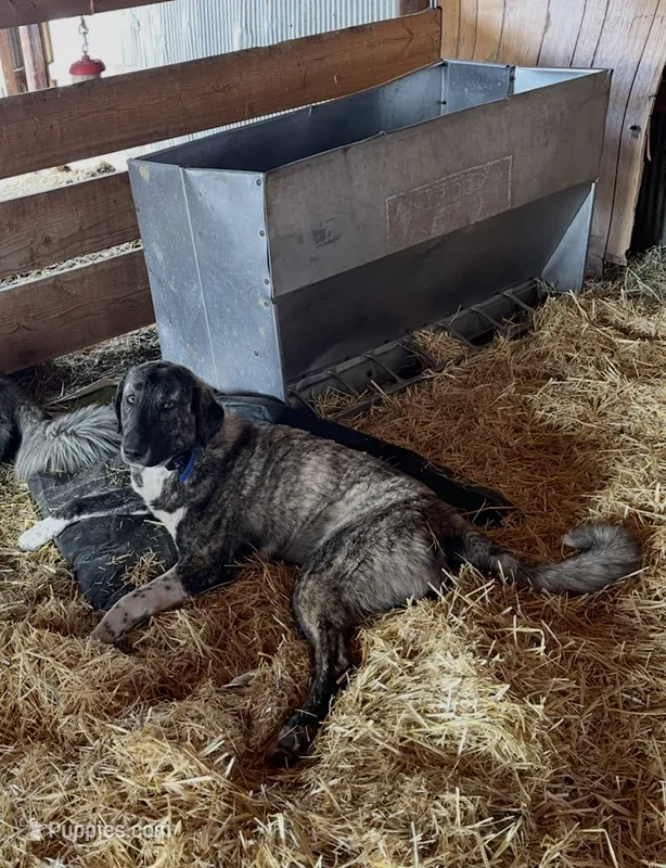 Delta  – Anatolian Shepherd Dog puppy for sale in Peyton, CO