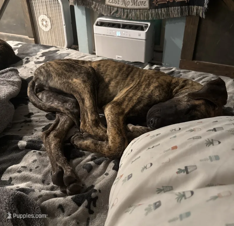 Maggie – Great Dane puppy for sale in Peyton, CO