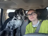 Cova, a female Great Dane for sale in Peyton, CO – 2 of 3