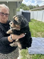 Jersey, a female Yorkipoo and Miniature Goldendoodle for sale in Brandon, FL – 3 of 3
