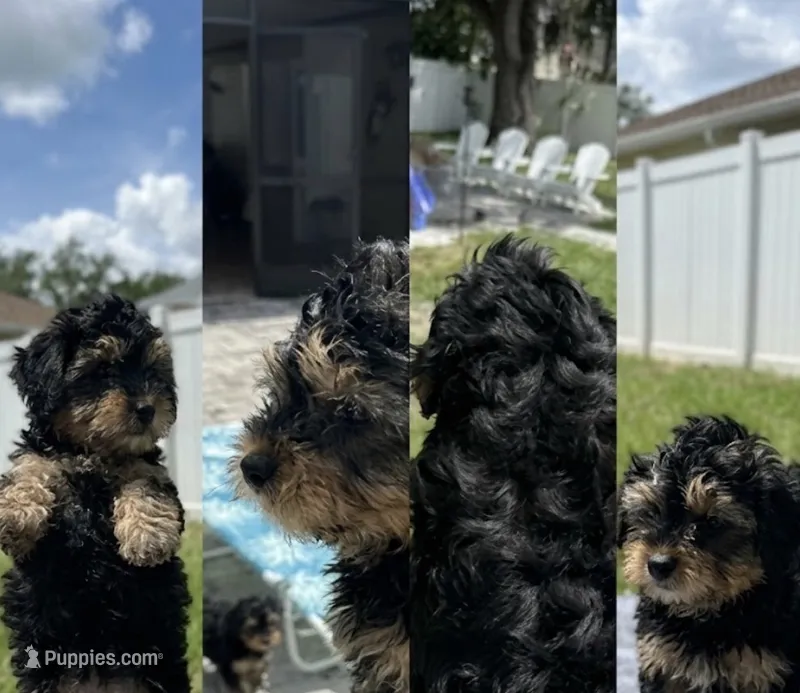 Jersey – Yorkipoo, Miniature Goldendoodle puppy for sale in Brandon, FL