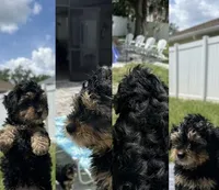 Jersey, a female Yorkipoo and Miniature Goldendoodle for sale in Brandon, FL – 1 of 3