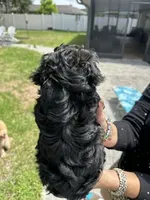 Jersey, a female Yorkipoo and Miniature Goldendoodle for sale in Brandon, FL – 2 of 3
