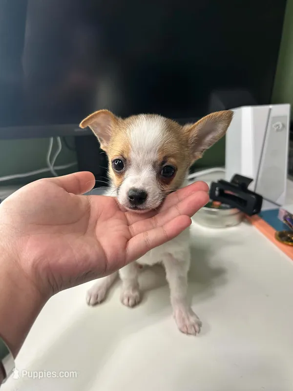 Peanut – Chihuahua puppy for sale in Elk River, MN
