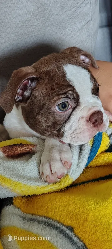 Fudge – Boston Terrier puppy for sale in Ithaca, NY