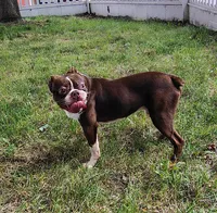 Wallace , a male Boston Terrier for sale in Ithaca, NY – 3 of 3