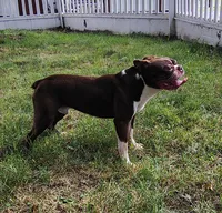 Wallace , a male Boston Terrier for sale in Ithaca, NY – 2 of 3