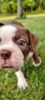 Fudge, a male Boston Terrier for sale in Ithaca, NY – 2 of 5