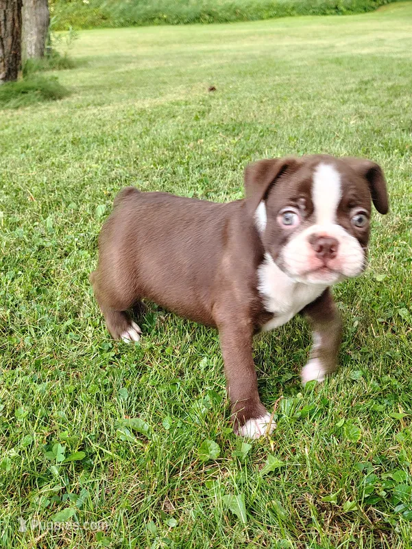 Mocha  – Boston Terrier puppy for sale in Ithaca, NY