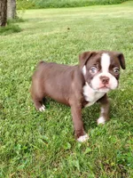 Mocha , a male Boston Terrier for sale in Ithaca, NY – 1 of 4