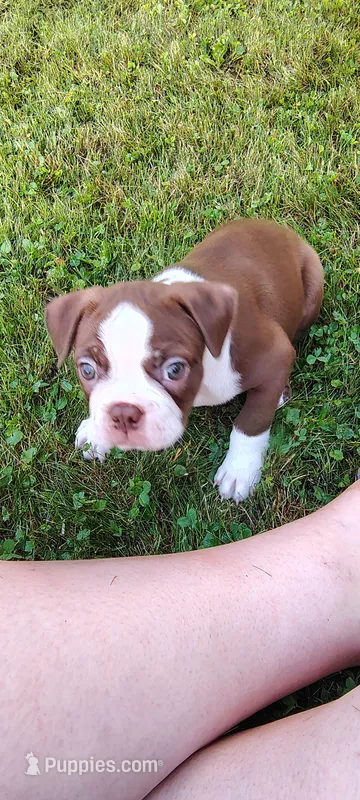 Fudge – Boston Terrier puppy for sale in Ithaca, NY