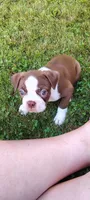 Fudge, a male Boston Terrier for sale in Ithaca, NY – 1 of 5