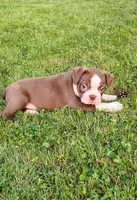Fudge, a male Boston Terrier for sale in Ithaca, NY – 4 of 5