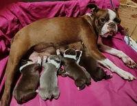 Godvia, a female Boston Terrier for sale in Ithaca, NY – 5 of 5