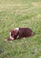Mocha , a male Boston Terrier for sale in Ithaca, NY – 2 of 4