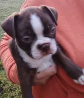 Mocha , a male Boston Terrier for sale in Ithaca, NY – 3 of 4