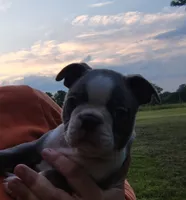 Godvia, a female Boston Terrier for sale in Ithaca, NY – 2 of 5