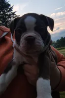 Fudge, a male Boston Terrier for sale in Ithaca, NY – 3 of 5