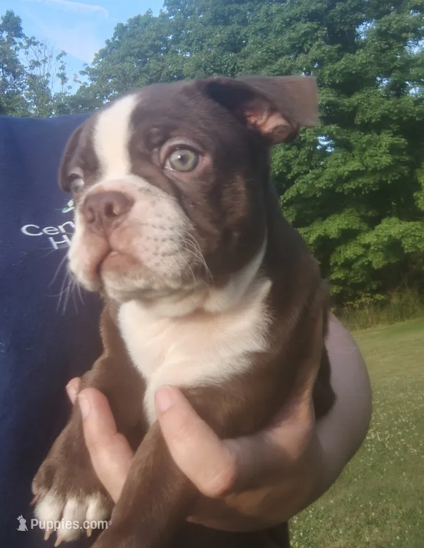 Mocha  – Boston Terrier puppy on hold in Ithaca, NY