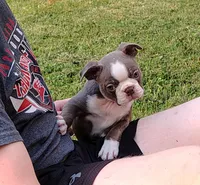 Godvia, a female Boston Terrier for sale in Ithaca, NY – 3 of 5