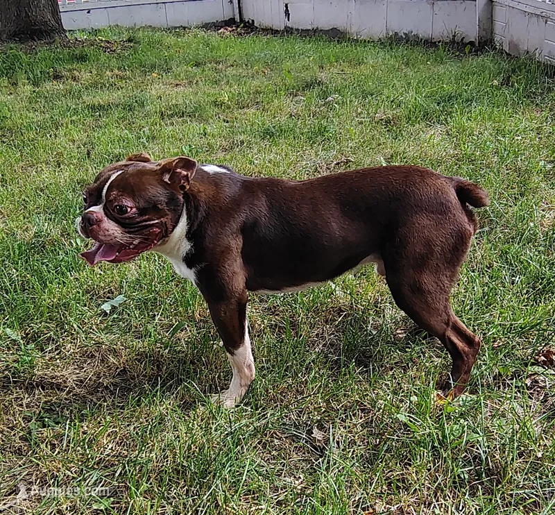 Wallace  – Boston Terrier puppy for sale in Ithaca, NY