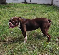 Wallace , a male Boston Terrier for sale in Ithaca, NY – 1 of 3