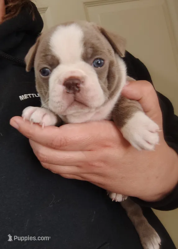 Godvia – Boston Terrier puppy for sale in Ithaca, NY