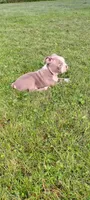 Godvia, a female Boston Terrier for sale in Ithaca, NY – 4 of 5