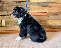 Tally, a female Aussiedoodle for sale in Sheldon, MO – Photo 3 of 5