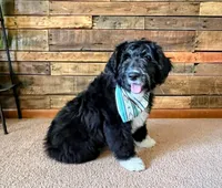 Tally, a female Aussiedoodle for sale in Sheldon, MO – Photo 2 of 5