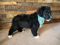 Tally, a female Aussiedoodle for sale in Sheldon, MO – Photo 5 of 5