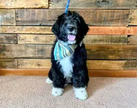 Tally, a female Aussiedoodle for sale in Sheldon, MO – Photo 1 of 5