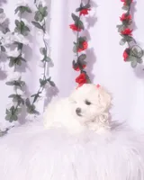 Female Teacup Maltese, a female Maltese for sale in Palmdale, CA – 6 of 8