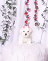 Teacup Maltese , a female Maltese for sale in Palmdale, CA – 1 of 4