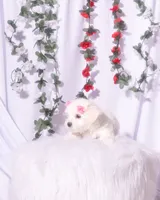 Female Teacup Maltesee, a female Maltese for sale in Palmdale, CA – 5 of 10