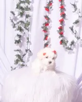 Female Maltese, a female Maltese for sale in Palmdale, CA – 3 of 3