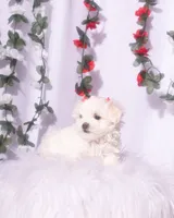 Female Teacup Maltese, a female Maltese for sale in Palmdale, CA – 7 of 8