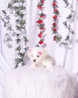 Teacup Maltese , a female Maltese for sale in Palmdale, CA – 4 of 4