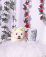 Female Teacup Maltesee, a female Maltese for sale in Palmdale, CA – 3 of 10