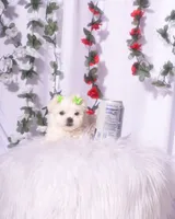 Female Teacup Maltesee, a female Maltese for sale in Palmdale, CA – 4 of 10