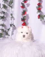 Female Teacup Maltese, a female Maltese for sale in Palmdale, CA – 3 of 8