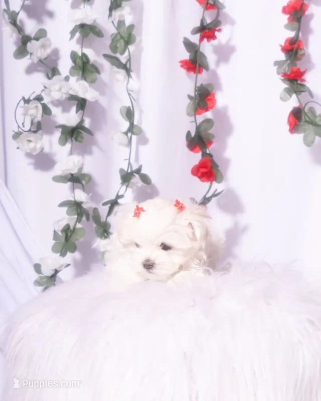 Female Teacup Maltese – Maltese puppy for sale in Palmdale, CA